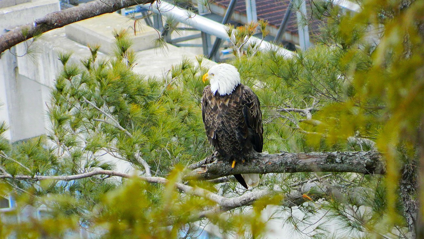 A bald eagle perched near Lock and Dam No. 6 in 2015