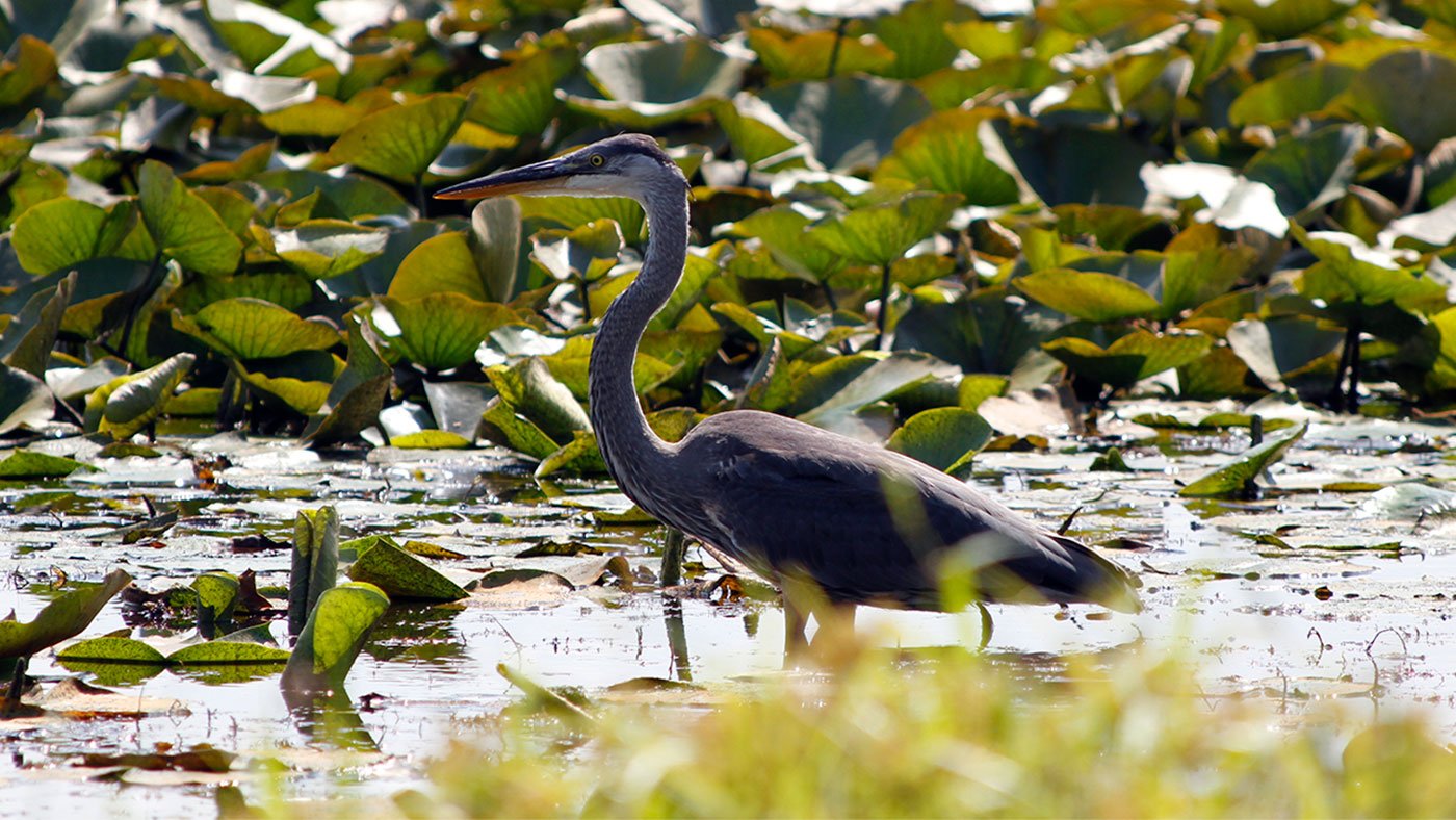 Blue heron at Long Lake in the Indiana Dunes National Park in 2013