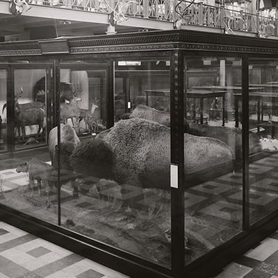 William T. Hornaday’s bison exhibit at the Smithsonian, 1902. Credit: Smithsonian Institution Archives