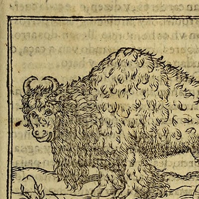 Early depiction of a bison in a Spanish history book, 1554. Credit: Courtesy of the John Carter Brown Library