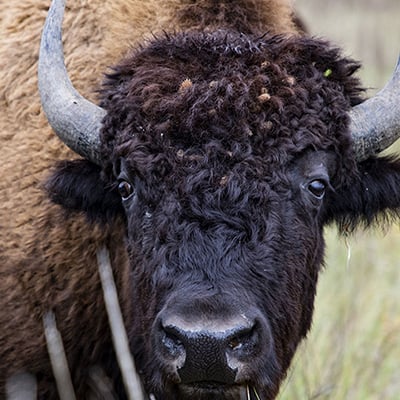 Bison in South Dakota, September 2019. Credit: Craig Mellish