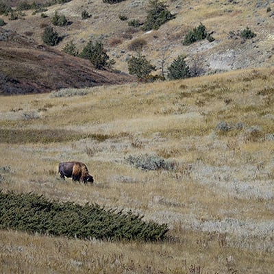 Lone bison at Theodore Roosevelt National Park, October 2022. Credit: Craig Mellish