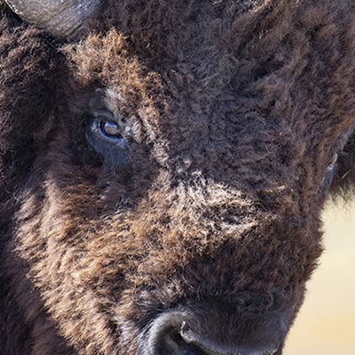 Bison at Theodore Roosevelt National Park, October 2022. Credit: Craig Mellish