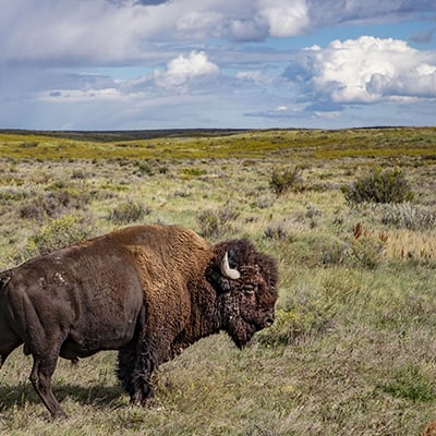 Bison in Montana, September 2019. Credit: Craig Mellish