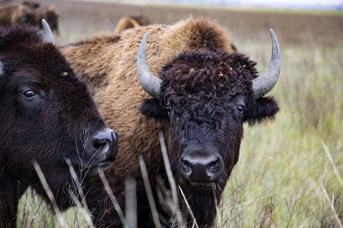 A photographer films a Buffalo close up