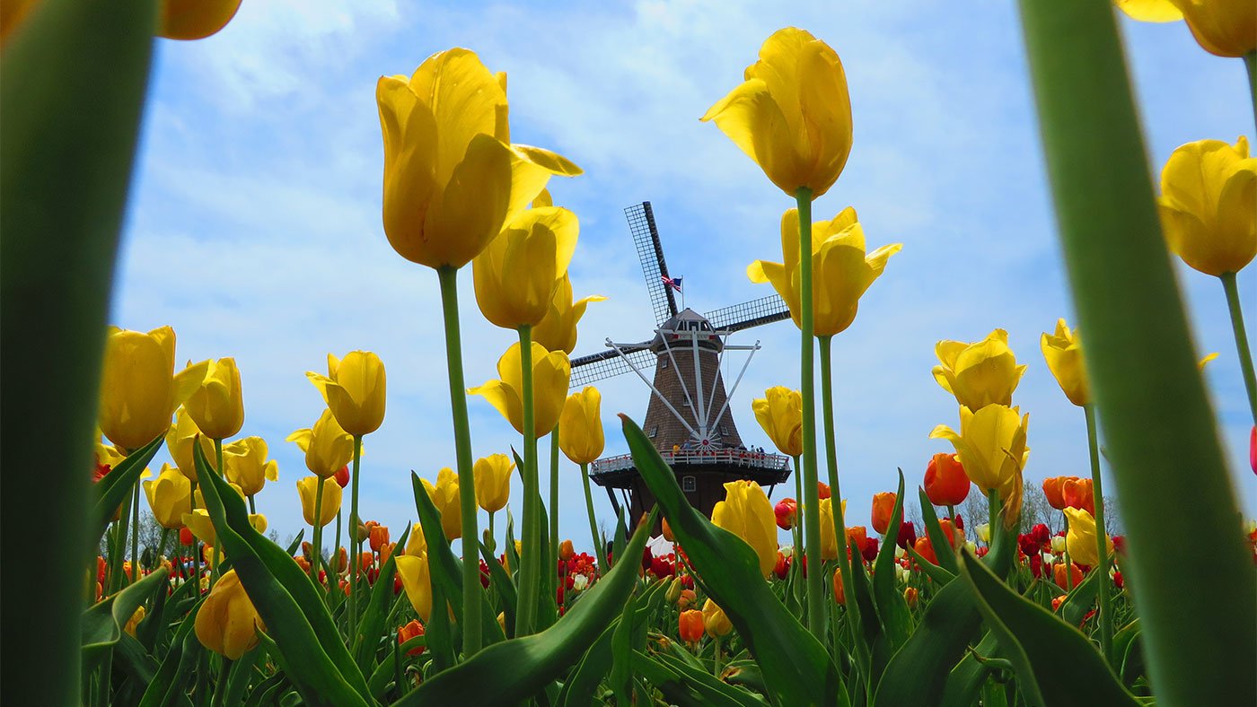 tulips with vintage windmill in background