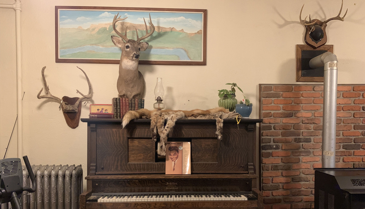 A taxidermy collection