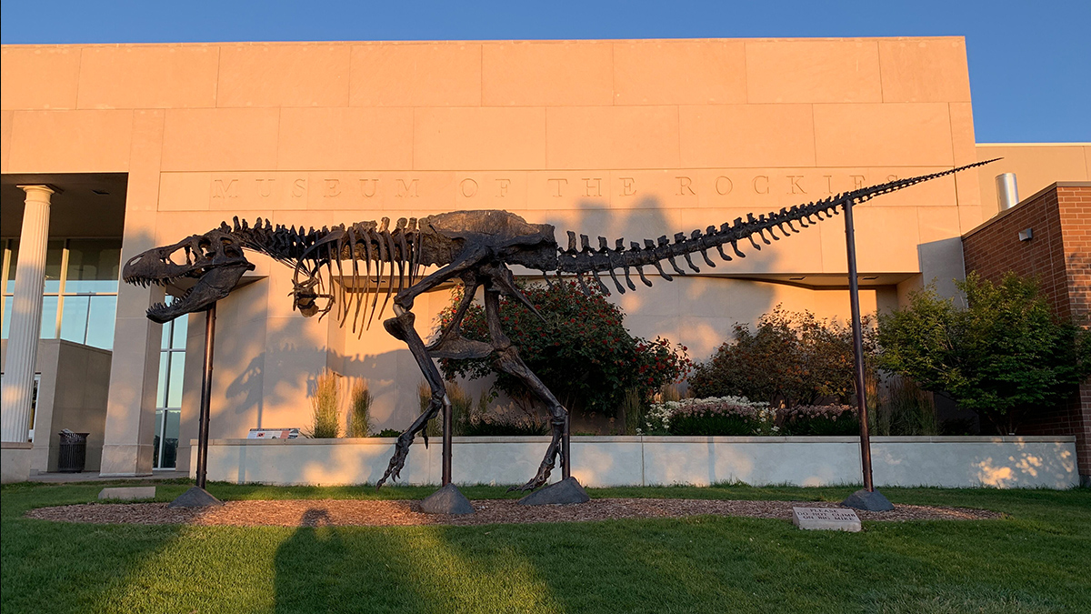T. Rex fossil