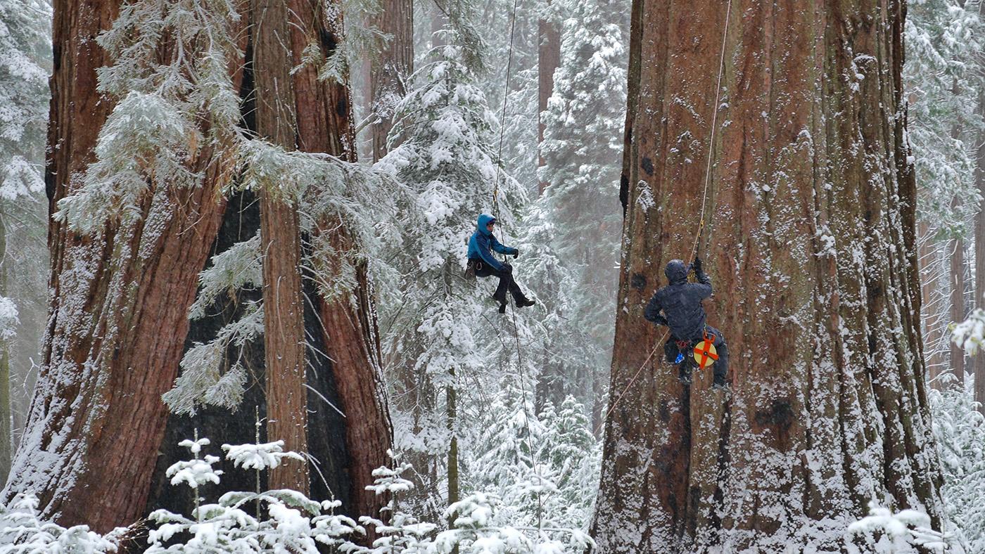 Researchers measure a giant sequoia in Whitaker's Forest, California. (Courtesy of Nimmida Pontecorvo/© THIRTEEN Productions LLC)