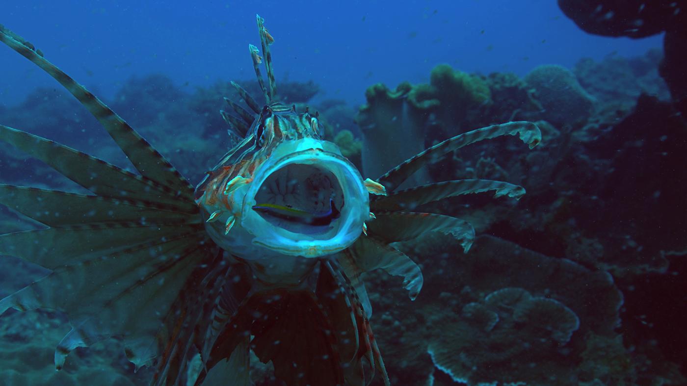 Bluestreak wrasse cleaning lionfish mouth at Kenting, Taiwan. Photo: Scott Snider/NHNZ
