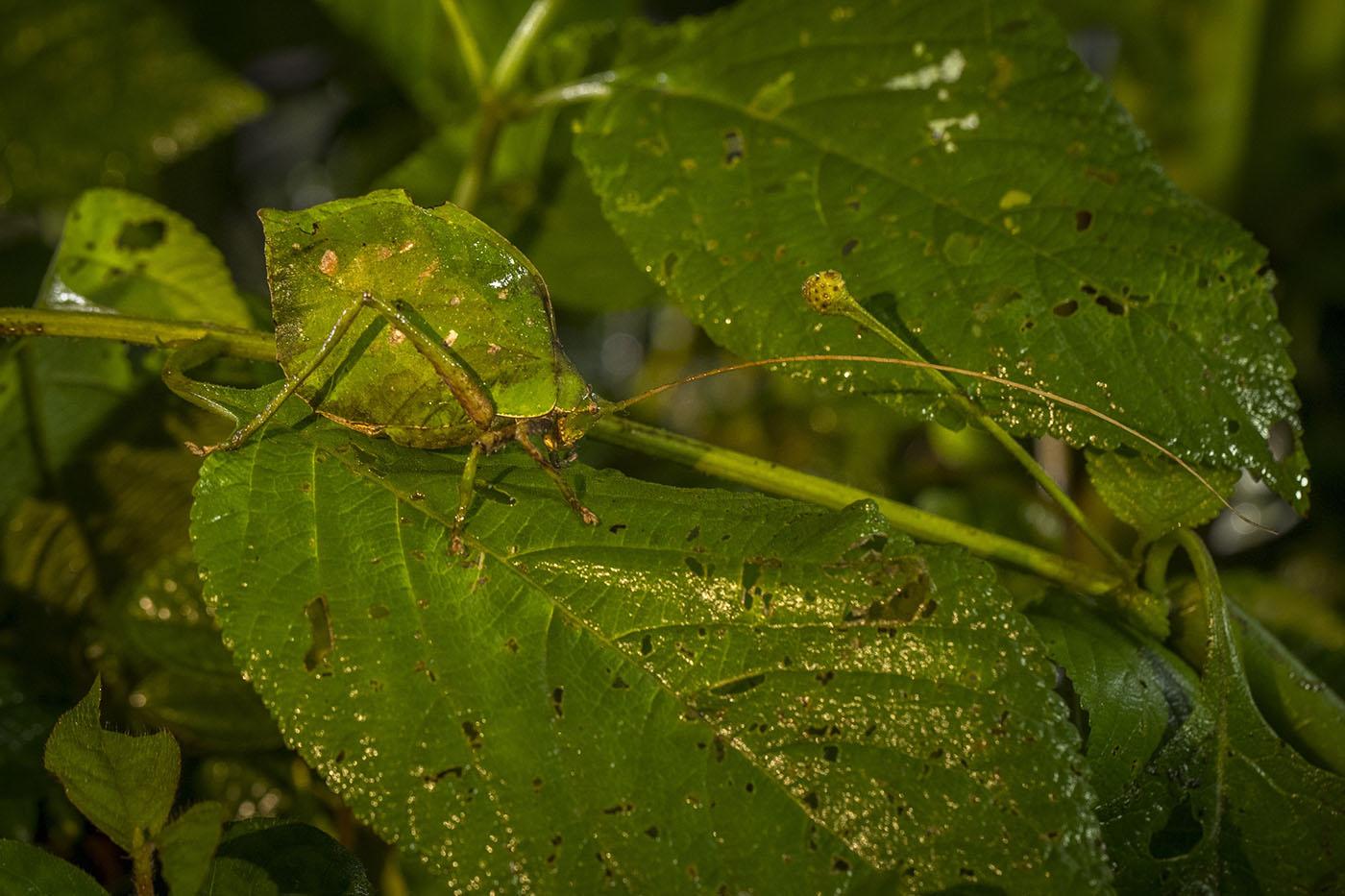 A Katydid insect. Photo: SK Films