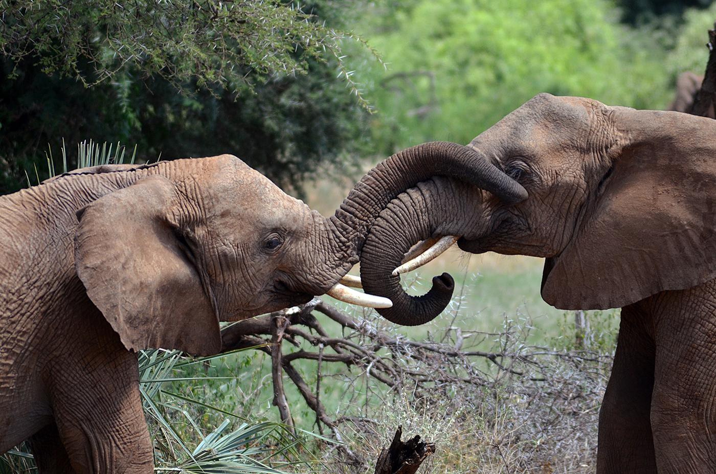 Young elephants interacting in Samburu National Park, Kenya. Photo: BBC/Scott Alexander
