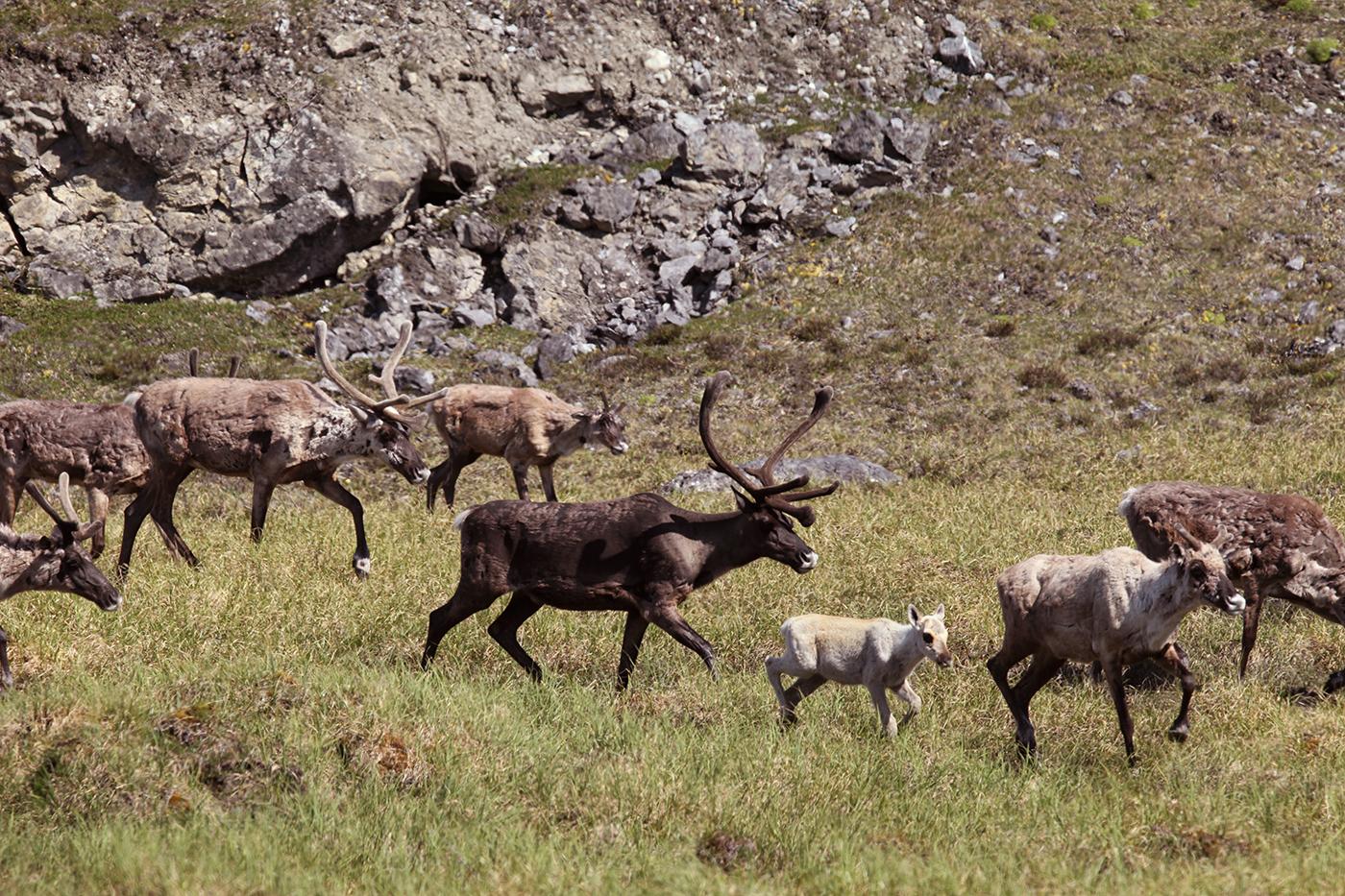 Porcupine Caribou Herd bulls come together with cows and their calves during the annual aggregation event in the Arctic National Wildlife Refuge, Alaska. Photo: Max Hug Williams