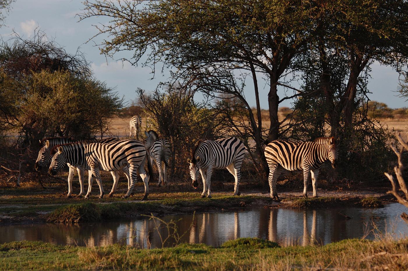 Migratory zebra stop for a drink at a pool of water in Nxai Pan National, Botswana. Photo: BBC/Robert Morgan