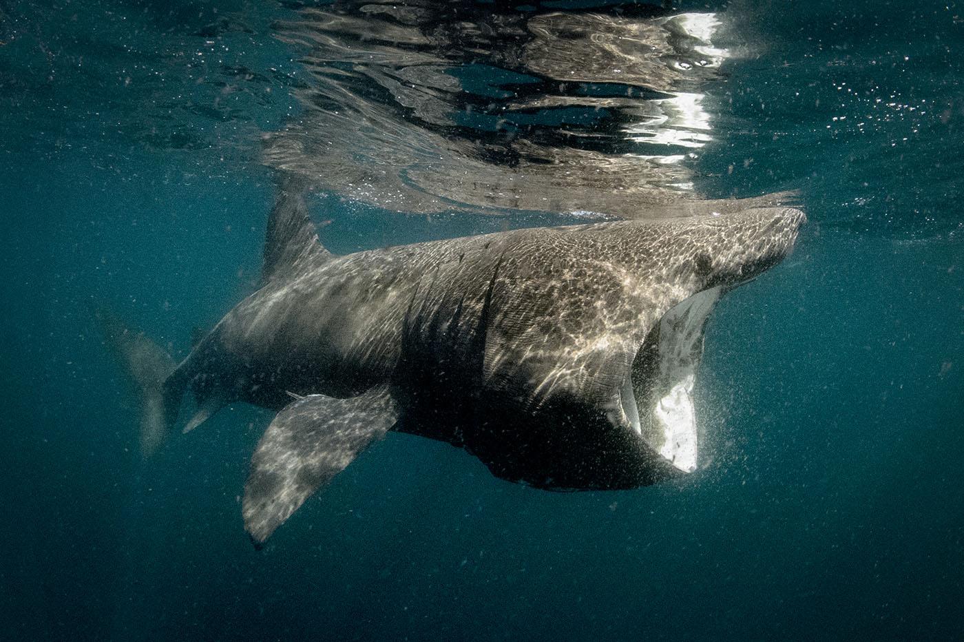 A basking shark, the second largest fish in the world. Photo: George Karbus