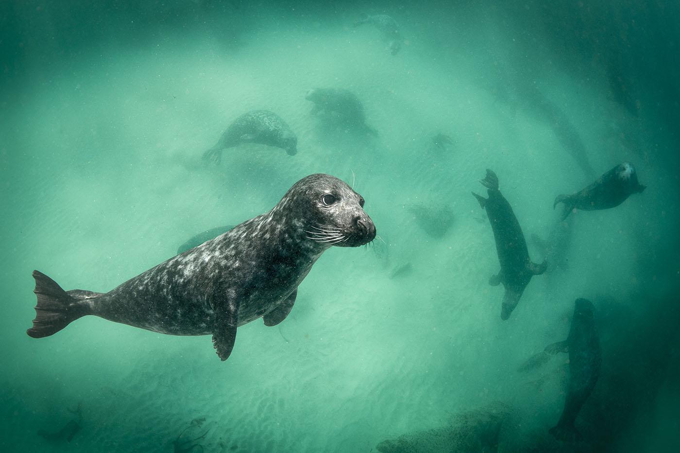A grey seal amongst its compatriots. Photo: George Karbus
