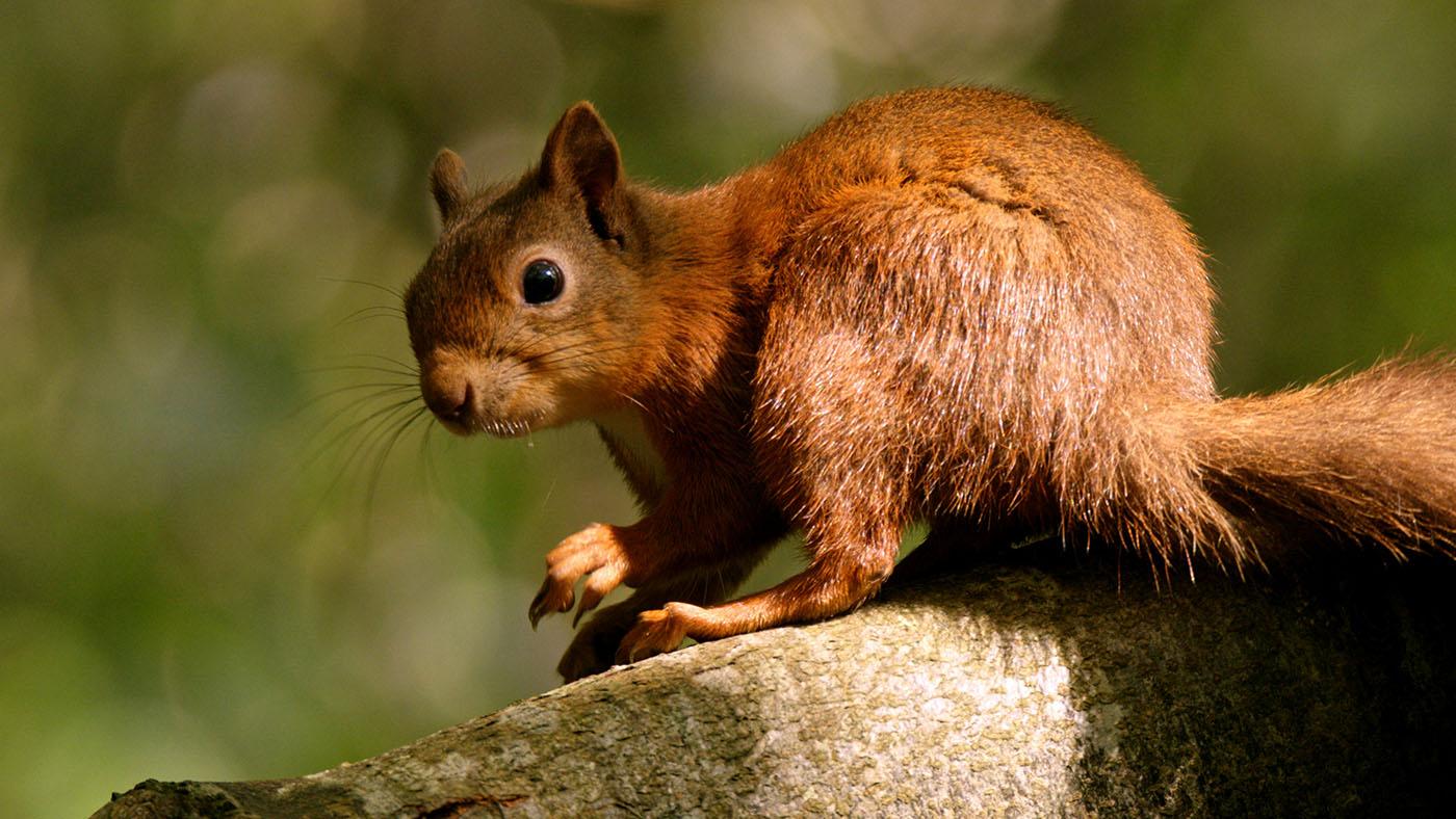 A red squirrel in "Ireland's Wild Coast." Photo: Crossing the Line