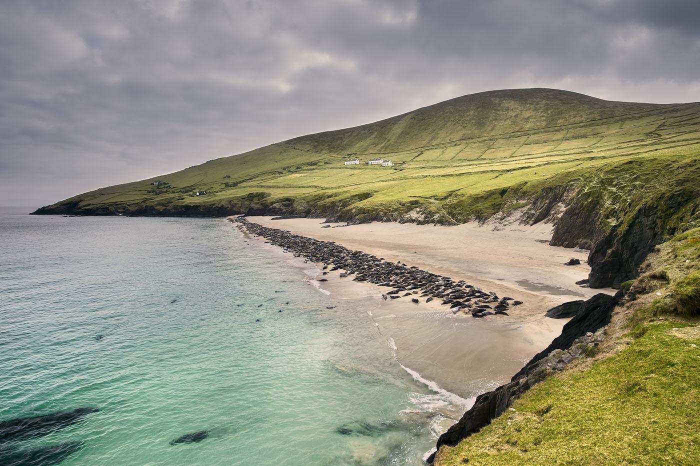 A basking colony of grey seals on one of the Blasket Islands. Photo: George Karbus