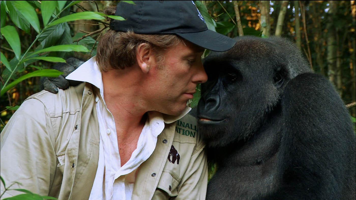 Damian Aspinall with the gorilla Kwibi. Photo: Tigress Productions