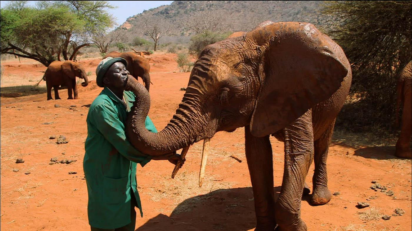 Edwin Lusichi and an elephant. Photo: Tigress Productions