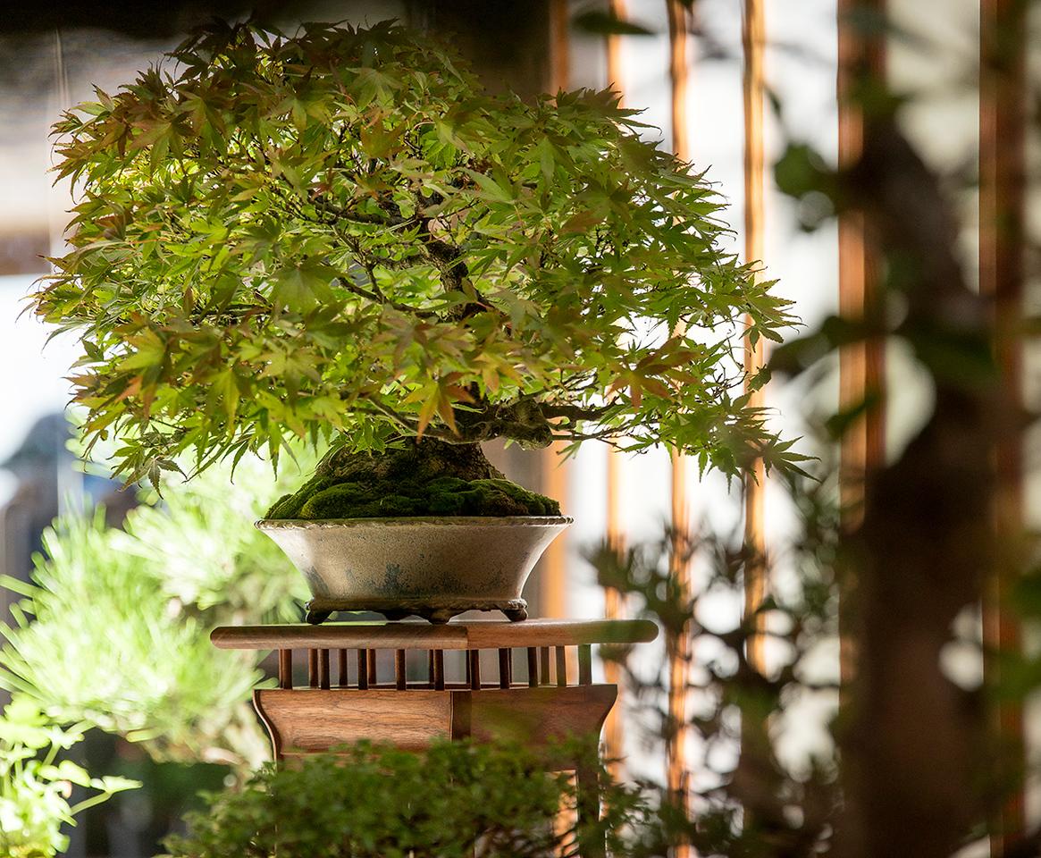 Bonsai. Photo: Chicago Botanic Photos