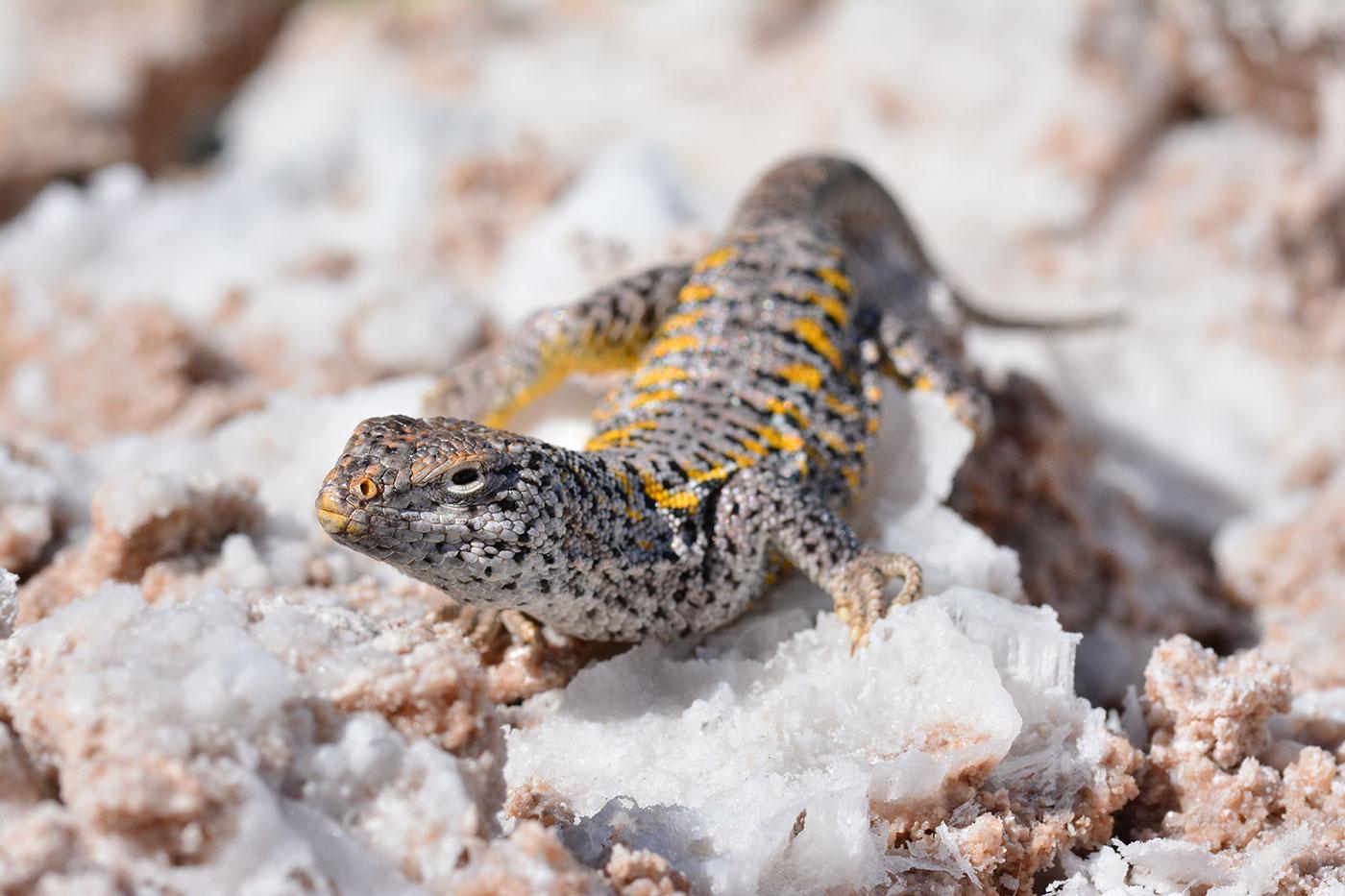 A Salt Flat Lizard surveys the scene on the high altitude altiplano of Northern Chile. Photo: BBC/Matthew Wright