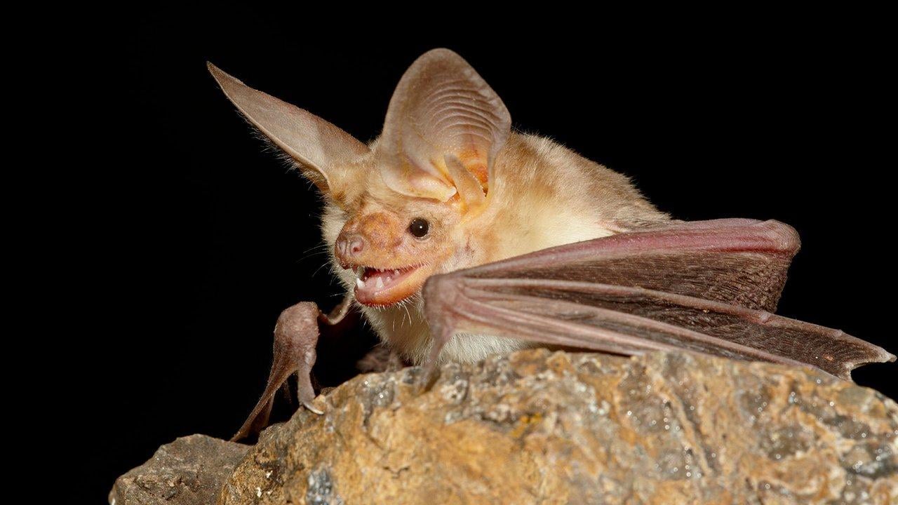 Pallid Bat. Photo: robertharding/Alamy
