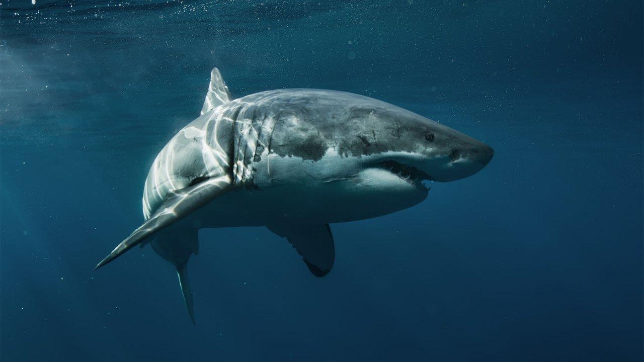 A Great White Shark. Photo: BBC