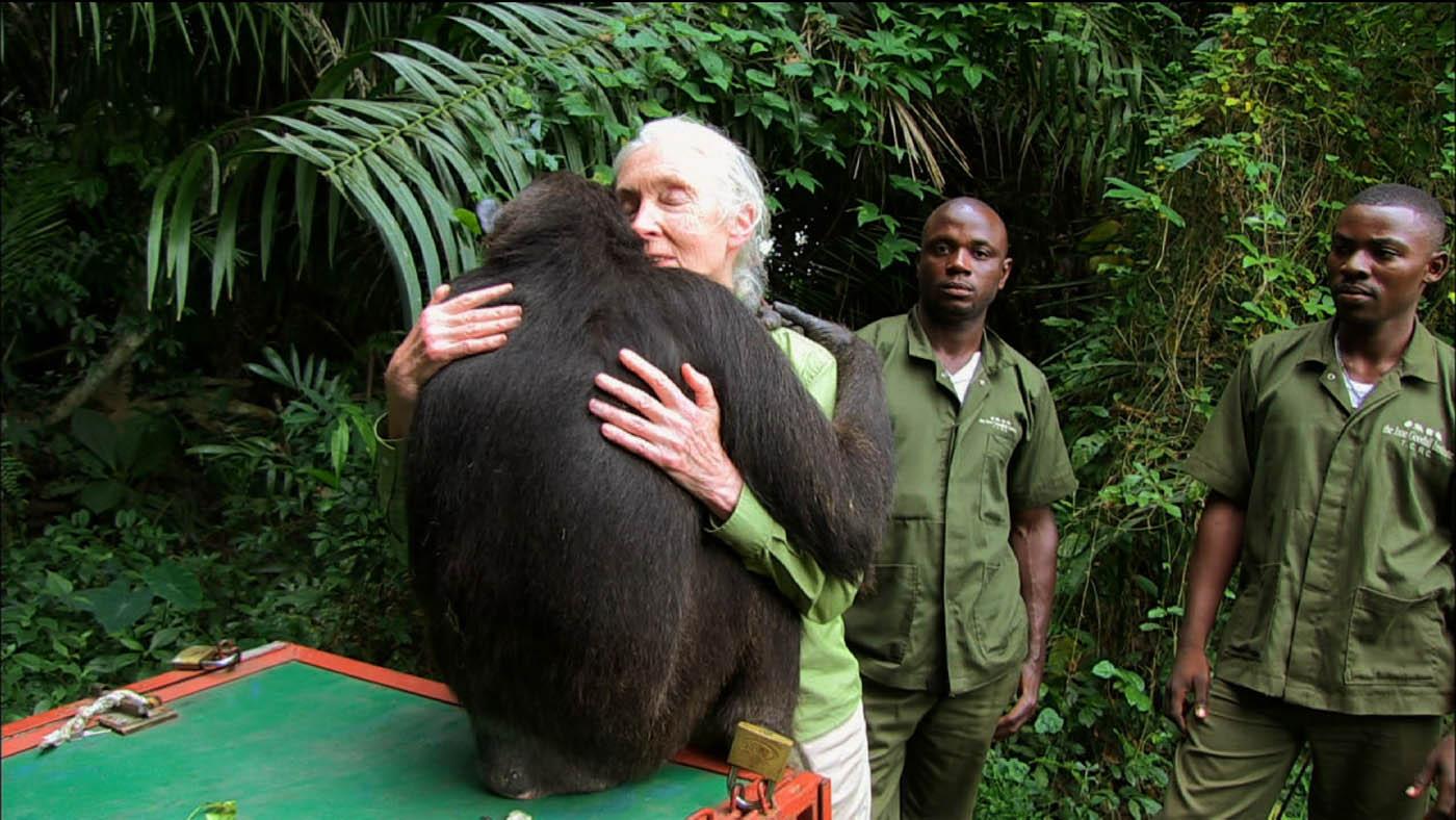 Jane Goodall with a chimpanzee Photo: Tigress Productions