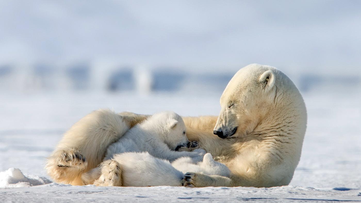 Mother polar bear nursing her cubs. Photo: Roie Galitz / © John Downer Productions