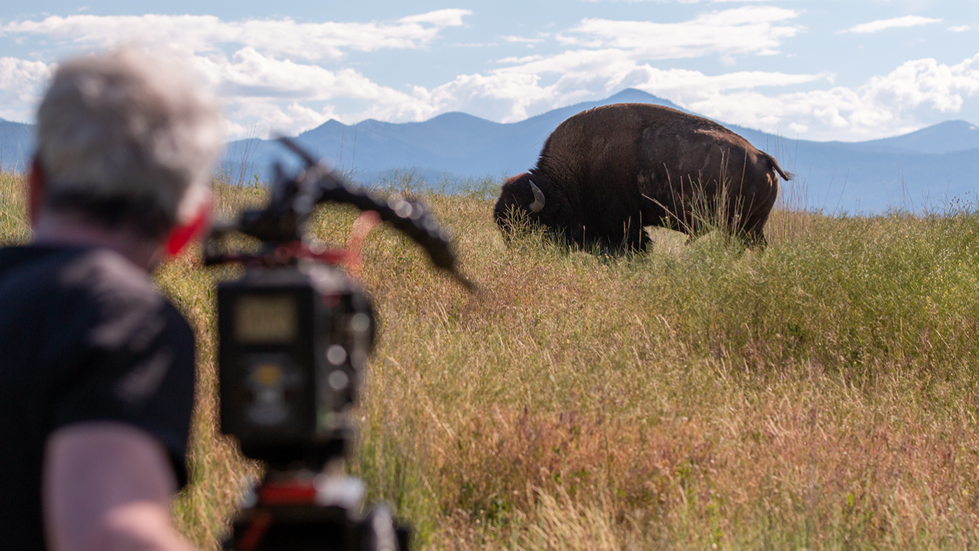 A man films a buffalo in a grassland in front of mountains and blue sky
