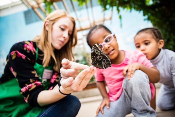 New adult butterflies are released at 2:00 pm every day as part of the Museum's First Flight program.