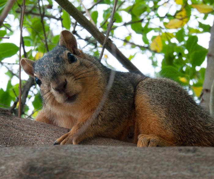 Fox squirrels in Chicago prefer more affordable neighborhoods than grey squirrels. (Toadberry / Wikicommons)