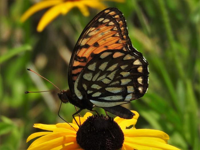 The Regal Fritillary butterfly, which Taron and the Nature Museum are working to sav