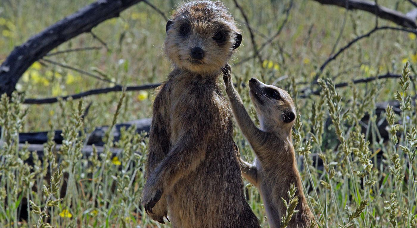 The spy meerkat was "anointed" with droppings in order to give it a familiar scent. (Courtesy of Richard Jones/© John Downer Productions)
