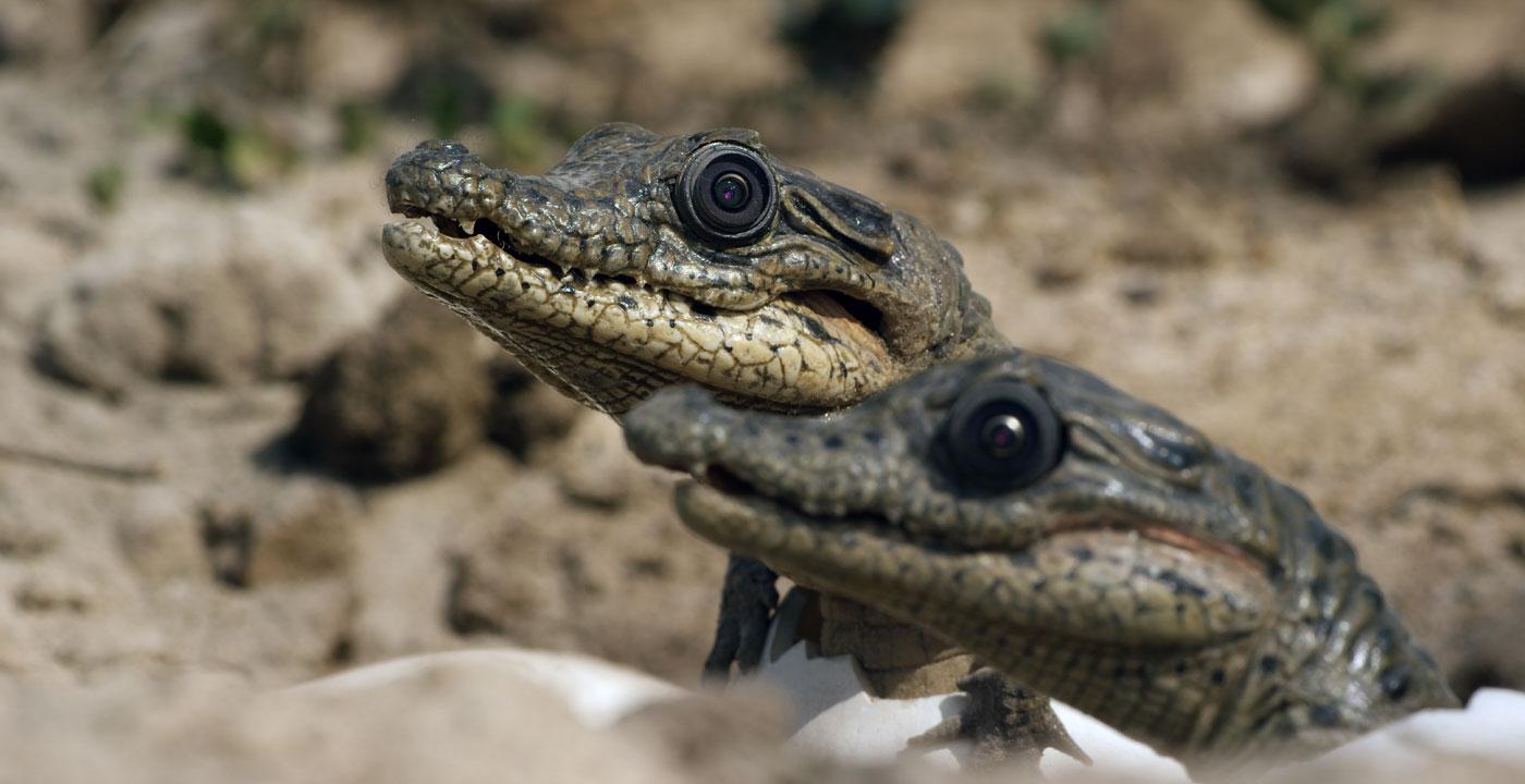 Spy crocodiles. (Courtesy of Michael W. Richards/© John Downer Productions)