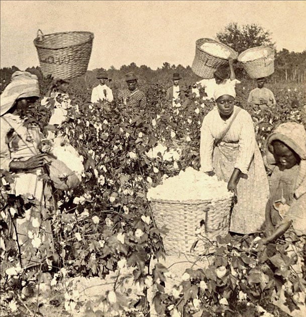 African American Slaves Work In The Southern Cotton Fields
