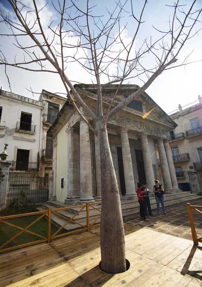 Ceiba tree at Plaza de Armas