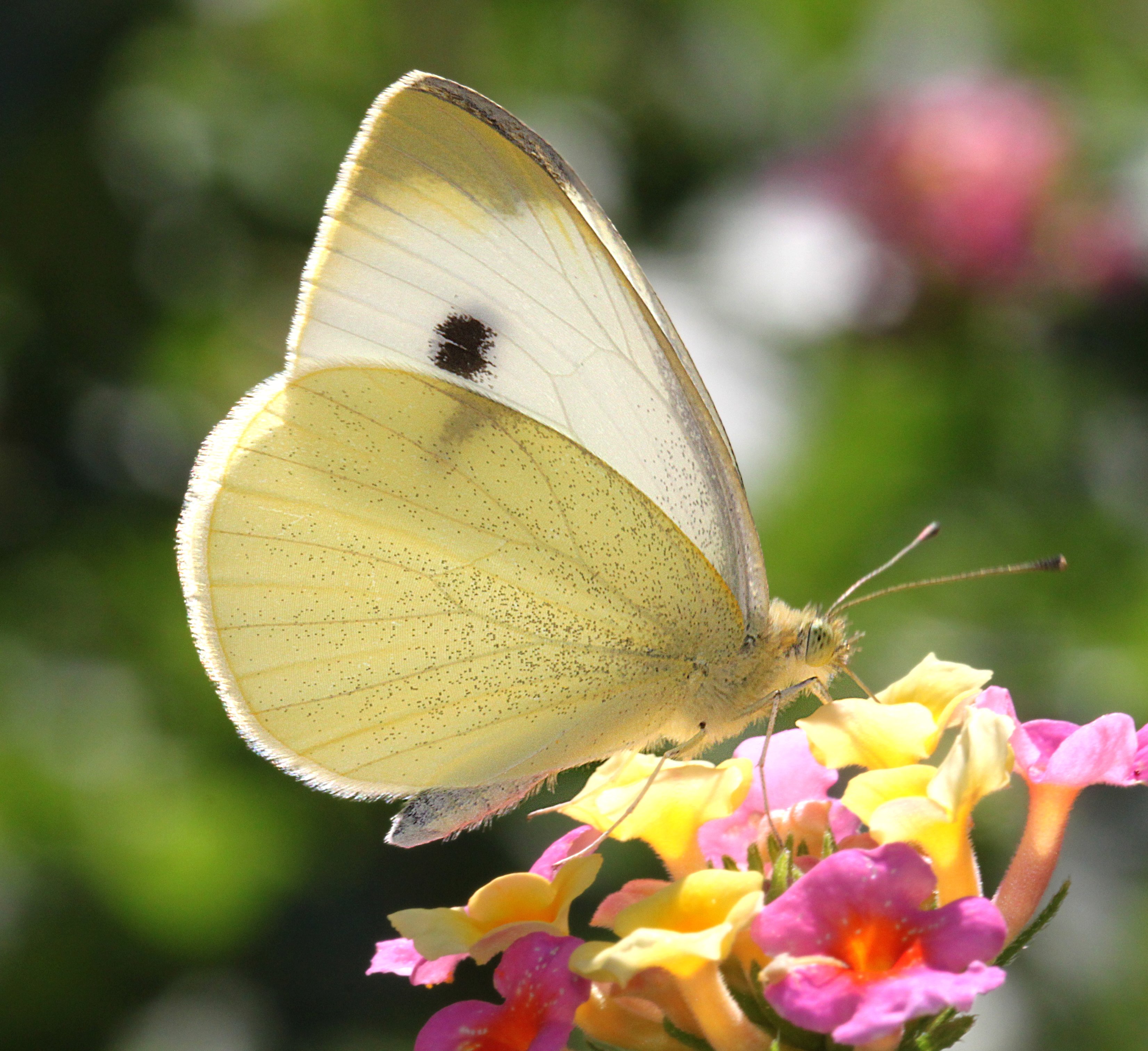 butterfly,small white,butterflies,small whites