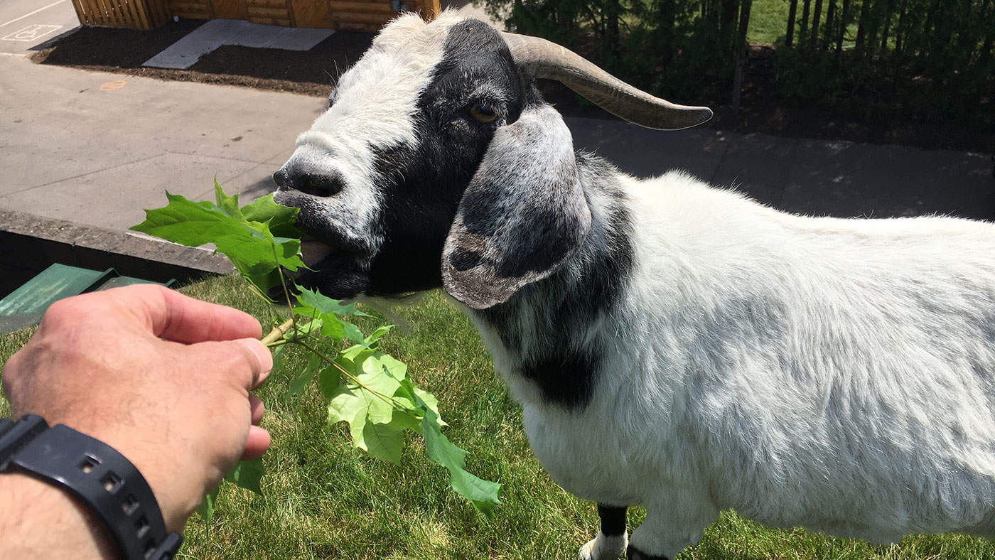 Geoffrey feeds the goats that graze atop Al Johnson's Swedish Restaurant