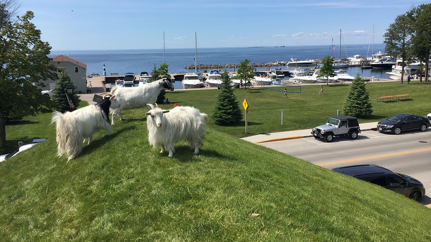 Goats graze atop Al Johnson's Swedish Restaurant