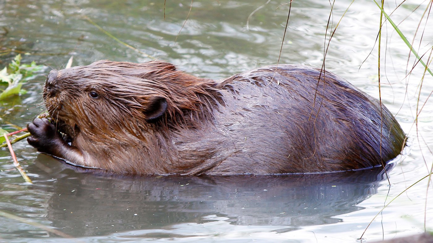 A beaver spotted along the Miller Woods Trail in the Indiana Dunes National Park
