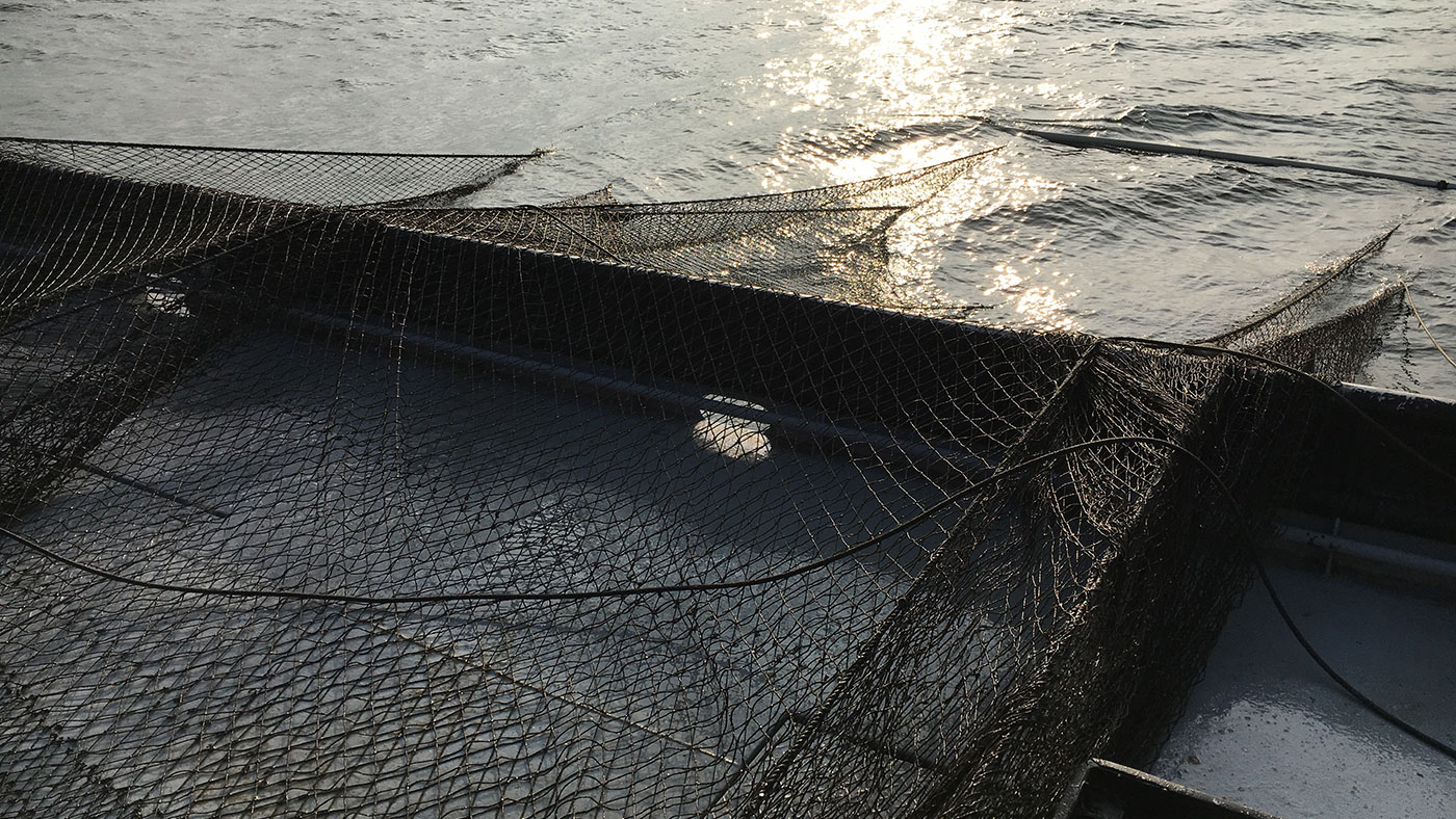 A trap net is lifted out of the water