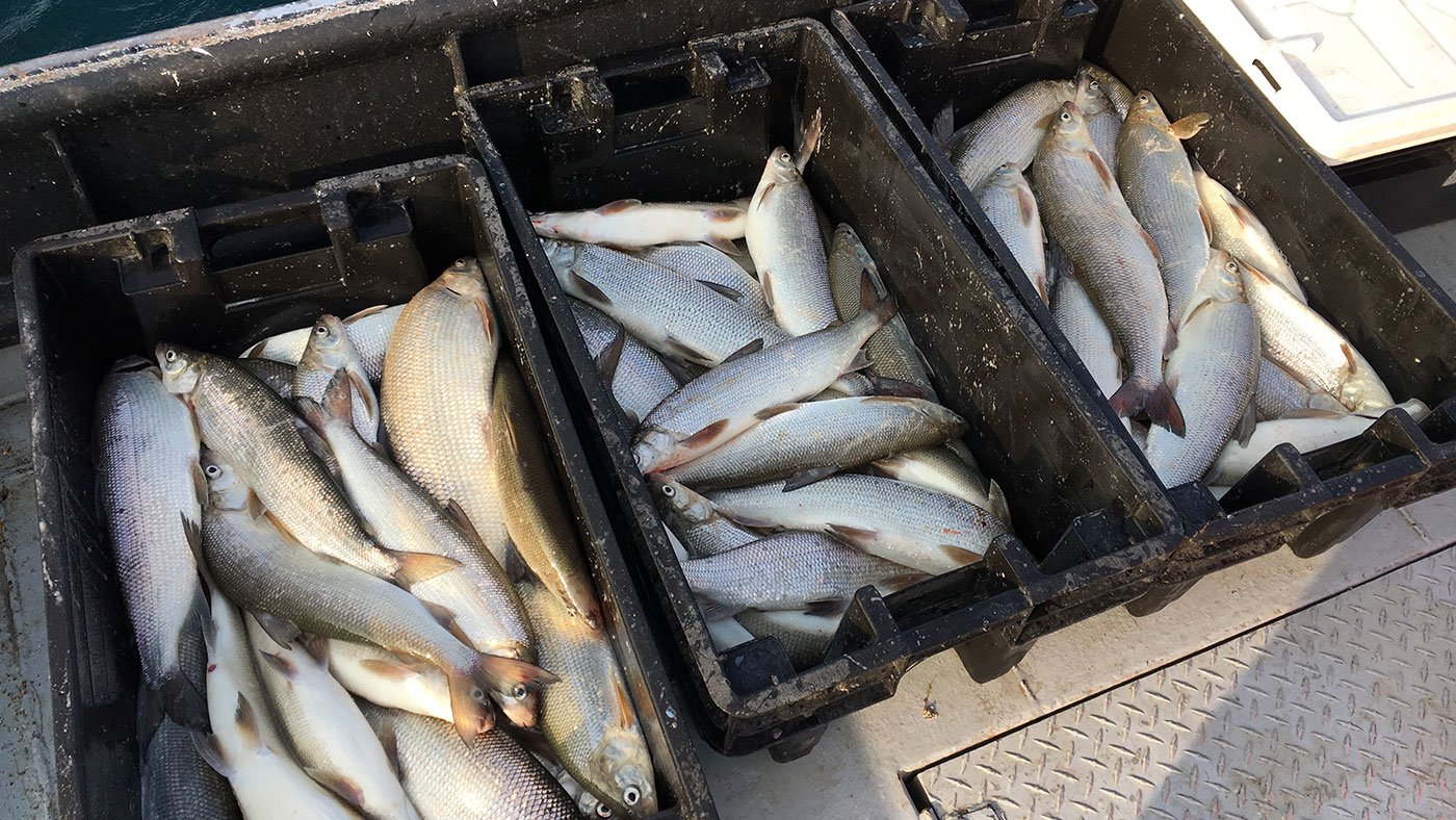 Boxes of whitefish on the tug Joy 