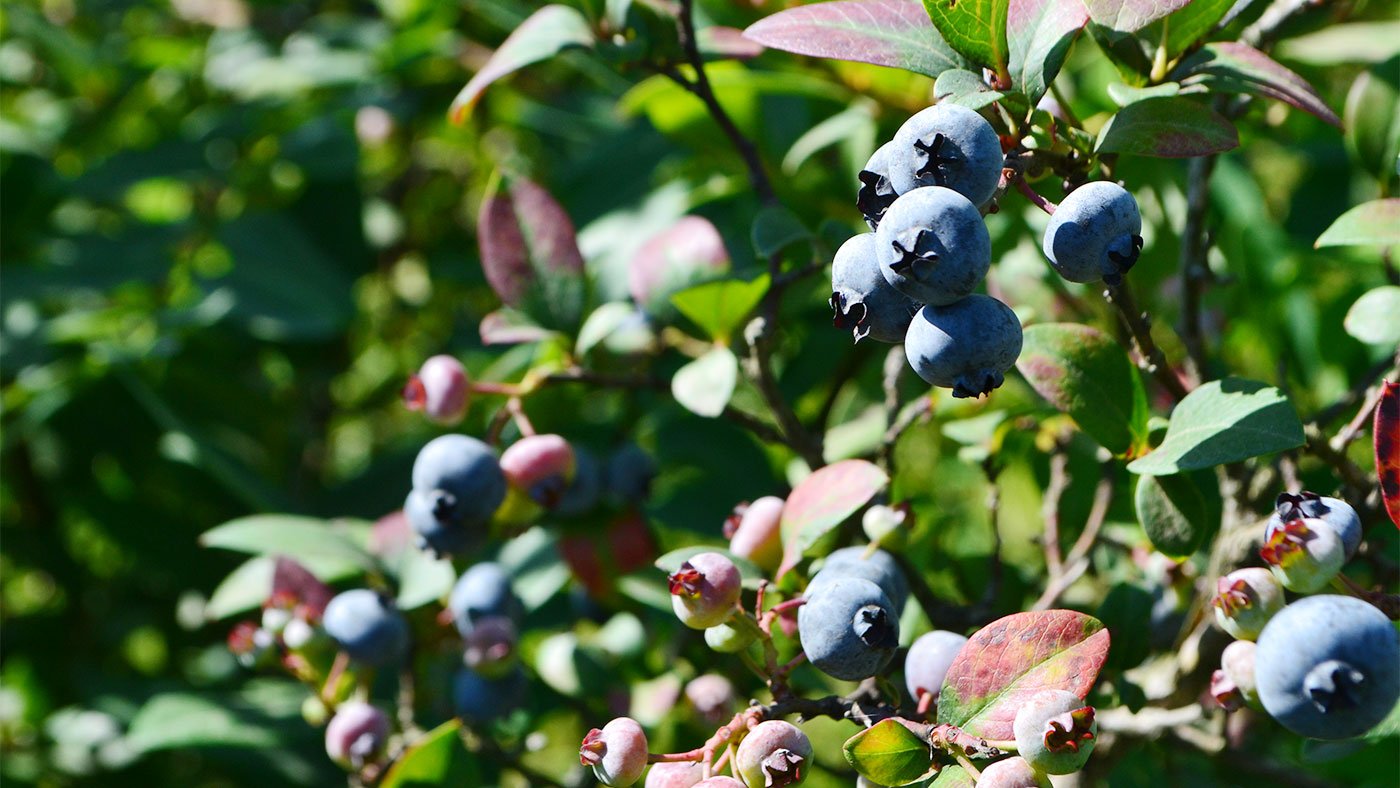 blueberries on bush