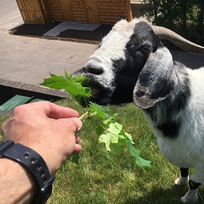 Geoffrey Baer feeding a goat