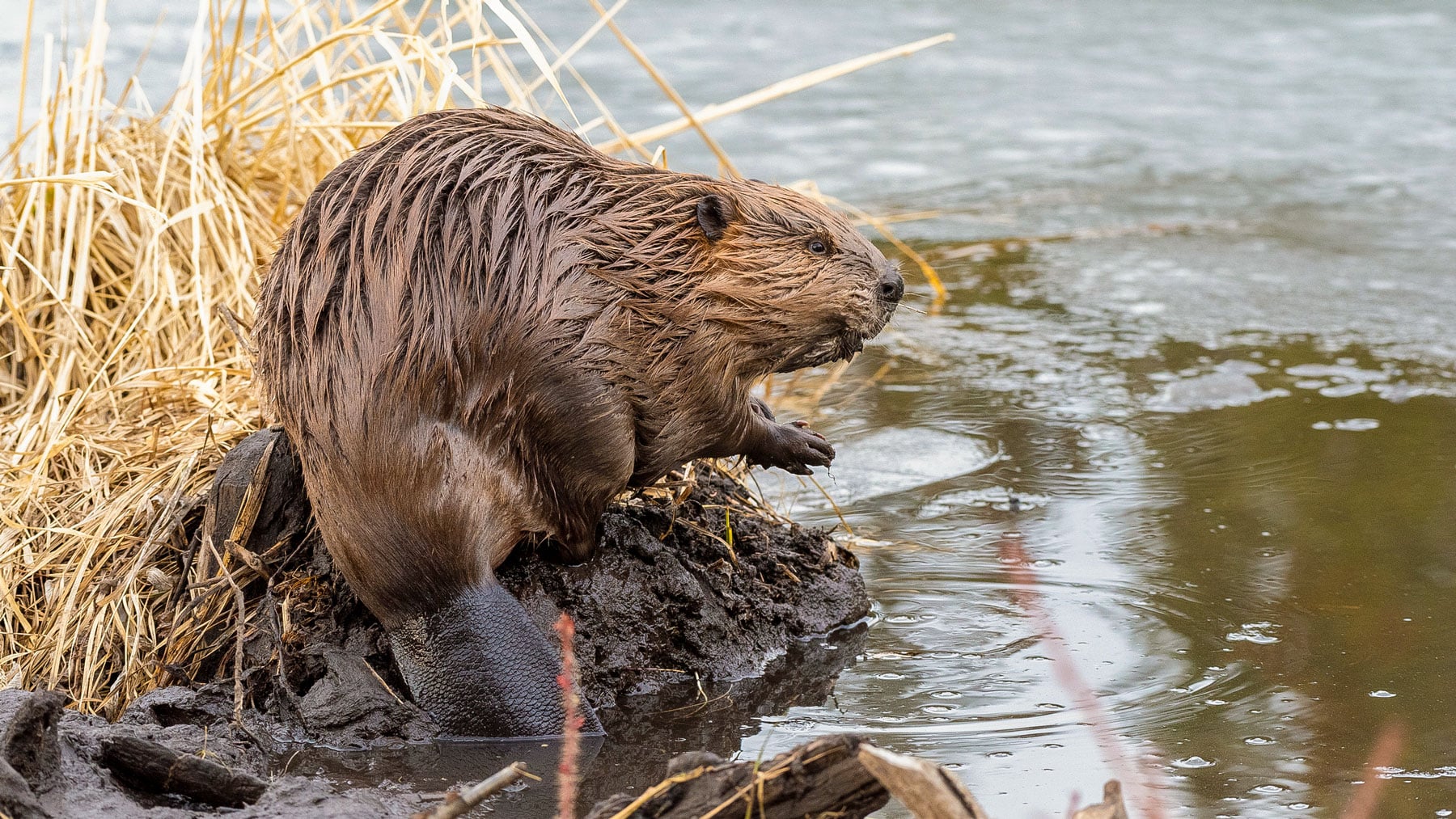 Beavers have been spotted in the Chicago River system