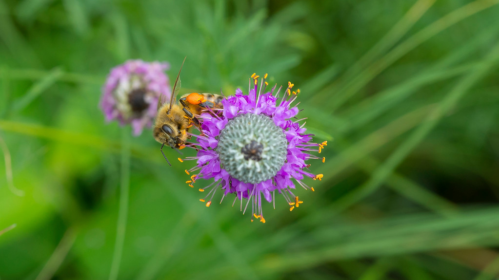 Bumble Bees as Pollinators  College of Agriculture, Forestry and