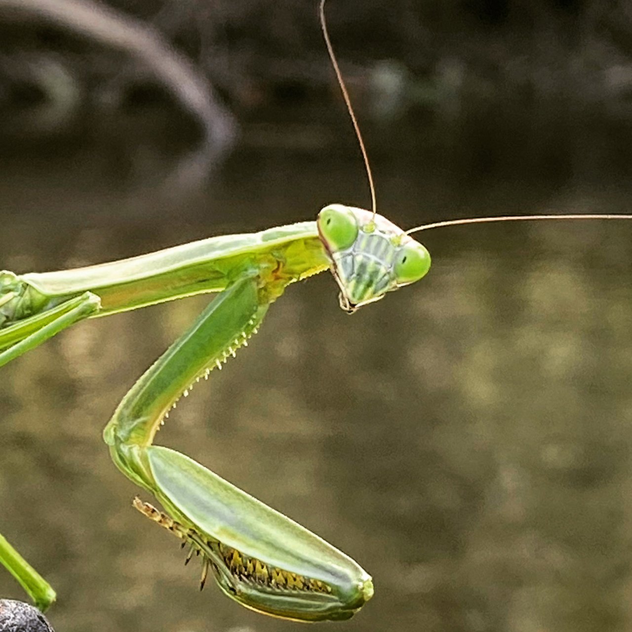 My Praying Mantis Teacher WTTW Chicago