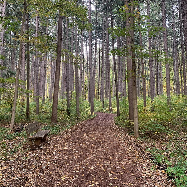 The Spruce Plot at the Morton Arboretum
